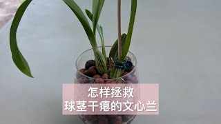 怎样拯救球茎干瘪的文心兰 How to save oncidium orchids with no roots？