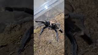 Indian Violet Tarantula Threat Pose #animals #arachnid #spider #tarantula #pets