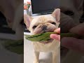 狗 萌寵 可愛 法鬥 發財 搞笑 寵物 frenchbulldog bulldog