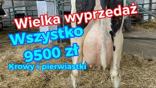 Krowy i pierwiastki PH Konrad Łomża 22/02/24r tel. 662-244-519