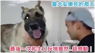 警犬安樂死的那天，最後一次和主人玩時牠竟然...感動千萬人！！