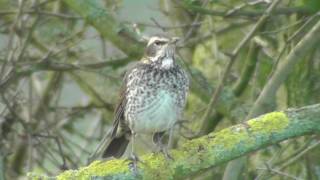 DUSKY THRUSH