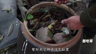 这种植物“虎舌红”，网上要价30一株，还是一味好草药