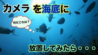 海底に水中カメラを沈めてみた。