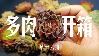 阿米豆腐：多肉开箱 #17 黑化的篢火买到赚到哈