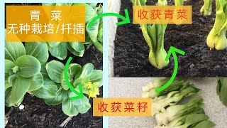 无种种植青菜 (小白菜)/青菜扦插| Planting bok choy without seeds