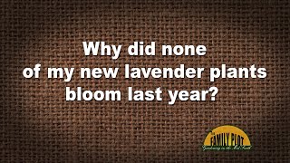 Q\u0026A – Why did none of my new lavender plants bloom last year?