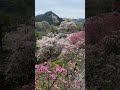 満開枝垂れ桜【埼玉 長留 ながる のしだれ桜】4月15日