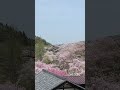 満開枝垂れ桜【埼玉 長留 ながる のしだれ桜】4月15日