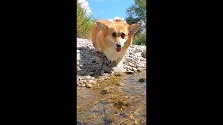 川の中を歩くコーギー / Corgi walking in the river #コーギー #サクラ #corgi