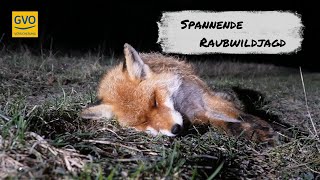 Spannende Lockjagd auf Raubwild - Faszinierende Aufnahmen von Sau und Fuchs!