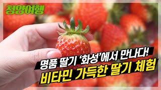 청양 화성면의 명품 딸기🍓 와 혁신초로 지정된 합천초등학교✍🏻를 소개합니다!