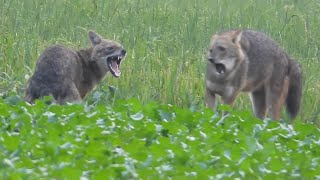 what are the golden jackals doing?------4k Wildlife Bangladesh