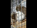 【デグー】うちのデグー♪今日もお団子デグー♪微動だにせず【degus】