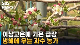 이상고온 후 기온 급강…냉해에 우는 과수 농가 / SBS