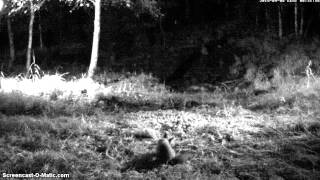 Hirv--Fox at Red Deer Cam--8 Sept 2014