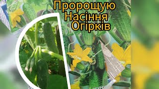 Чим обробити насіння.Вибираю сорт огірків. Секрет здорової розсади