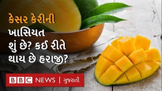 Kesar Mango : Talala Gir ની કેસર કેરીની વિશેષતા શું છે? કઈ રીતે અલગ પડે છે? Mango Auction