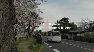 Sakura Blossom Lane. Kamo Riverside KYOTO