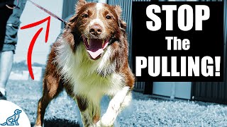 5 Quick Tips To Stop Your Dog From Pulling On The Leash
