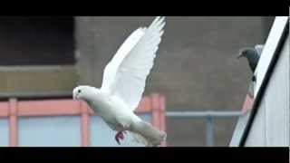 SlowMotion: Pigeons / Duiven