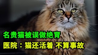 名贵挪威森林猫王后代，被宠物医院误做绝育，医院：猫还活着，赔15000店里消费券！