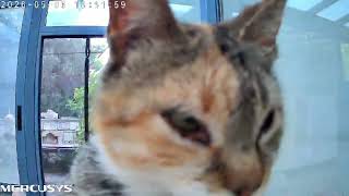 Cat Discovers Security Camera Wait for the reaction!