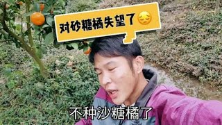 橘子经理也打算不种沙糖橘了，失望了，摘完橘子准备把树都砍掉！