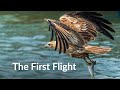 The First Flight: the Pallas' Fish Eagle