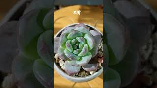 250116#호박#호프미니절구 #다육이#다육식물#Succulentplant #多肉植物 #@다육이보호자