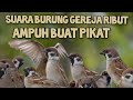 suara burung gereja ribut sangat ampuh buat pikat