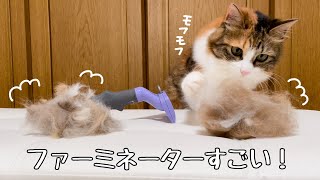 猫の毛対策！ファーミネーターで換毛器を乗り切れると確信。保護猫三毛猫姉妹