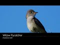 willow flycatcher