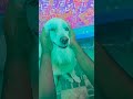 അങ്ങനെ തടവി താ മുതലാളി 🤩🤩🤩🤩😍😍 subscribe funny doglover pets