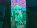 അങ്ങനെ തടവി താ മുതലാളി 🤩🤩🤩🤩😍😍 subscribe funny doglover pets