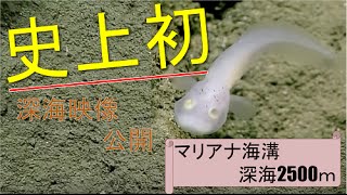 【史上初】魚類研究者も唖然。マリアナ諸島近海の深海2500メートルで撮影された生物とは