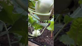 Have you ever grown kohlrabi? #garden #gardening #gardeningtips #growyourownfood