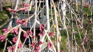 三春滝桜　2011年4月14日 午前8時 #2