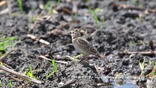 ヒバリ 地上で歌う〜囀り鳴き声