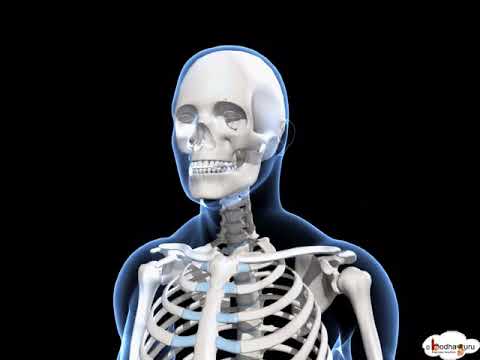 Human Skeleton System Overview Senior 3d Model And Animation In