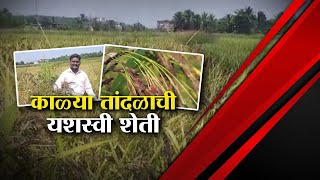 Farmer Successfully Cultivate Black Rice | 7 गुंठ्यात काळ्या तांदुळाची यशस्वी शेती | Special Report