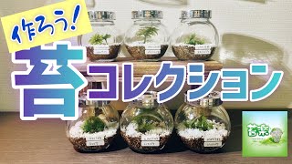 Let's make! Moss collection [moss terrarium production]