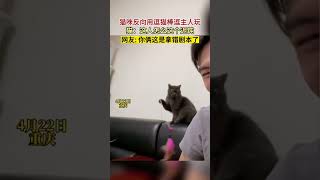 猫咪反向用逗猫棒逗主人玩 网友:你俩这是拿错剧本了