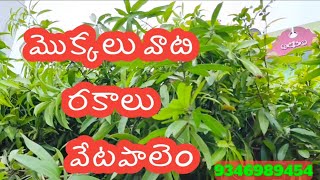 మామిడి టెంకాయ మొక్కలు వాటి రకాలు వేటపాలెం లో