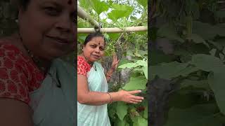 गच्ची वरची बाग🌸🤗 चला तर मग आज काय काय मिळालं बघुयात ? |organic vegetables| terrace garden