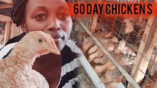 60 Days with our dual purpose chicken (kienyeji) in the farm.