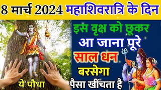 8 मार्च 2024 महाशिवरात्रिके के दिन इस वृक्ष को छूकर आ जाना पूरे साल धन बरसेगा पैसा खींचता है...