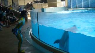 イルカショー「きずな」 / Dolphin Show「Kizuna」 (Part 3) -- 新江ノ島水族館 / Enoshima Aquarium