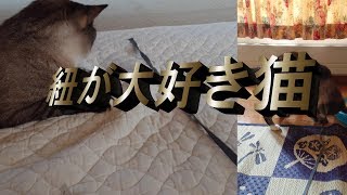 朝の取り立て動画 vr14