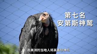 全球前十的“殺人鳥”有多危險？叫聲就可傷人，第一名喜開膛破肚